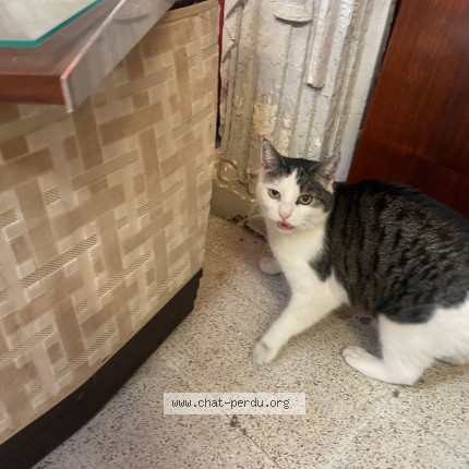 Photo 2/3 Chat trouvé Trouvé à Mouscron