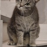 P&eacute;pite