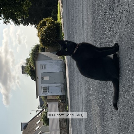 Photo de chat perdu à Lannilis