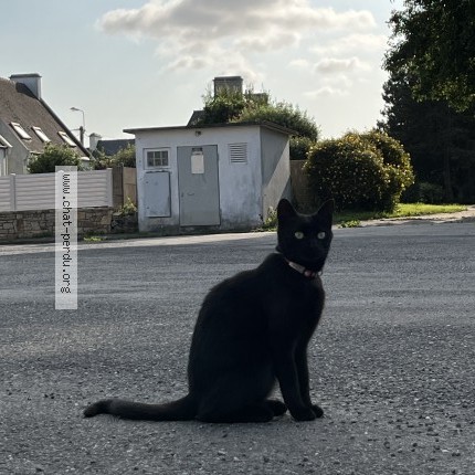 Photo 1/1 toun Chat perdu à Lannilis
