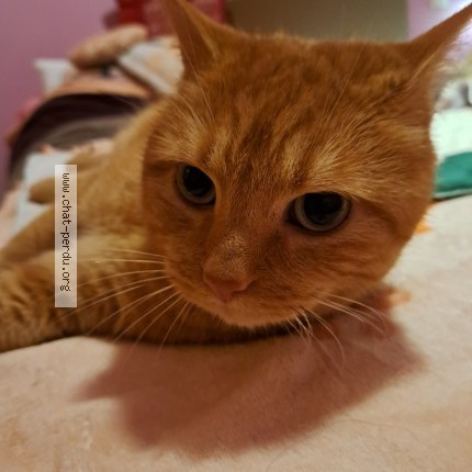 Photo 1/1 Chat retrouvé Perdu à Malicorne
