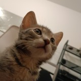 mustapha