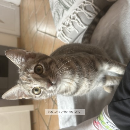 Photo de chat perdu à Draguignan