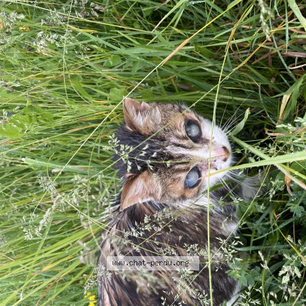 Photo 2/2 Chat trouvé Trouvé à Meximieux