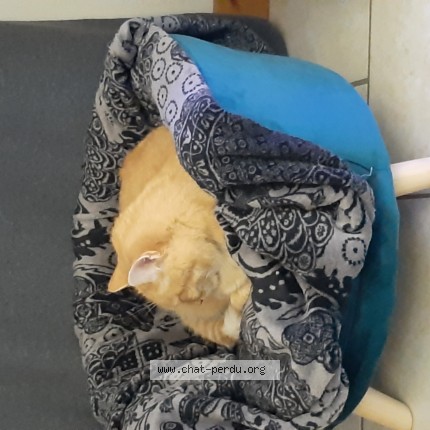Photo 1/1 CARAMEL Chat perdu à Sainte Helene Sur Isere