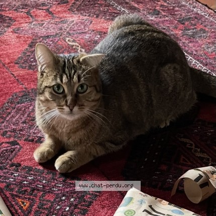 Photo de chat perdu à Villeneuve D Allier