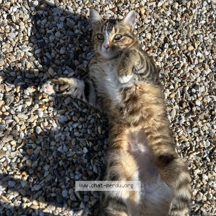 Photo 1/1 Chat trouvé Trouvé à Berson