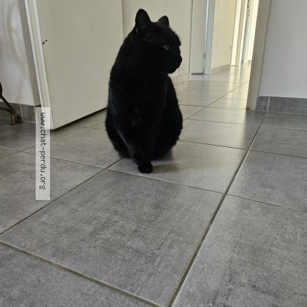 Photo 1/1 pilou Chat perdu à Grenade