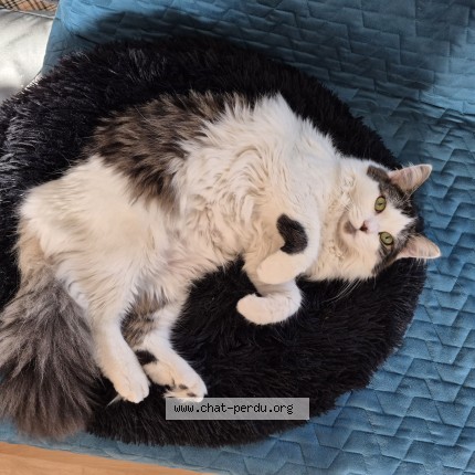 Photo de chat perdu à Estaires