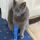 pussy