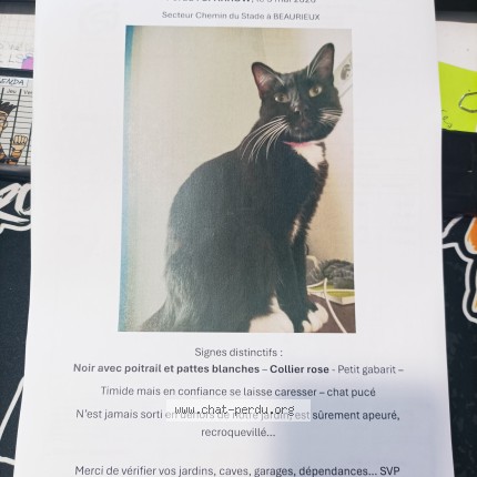 Photo de chat perdu à Beaurieux