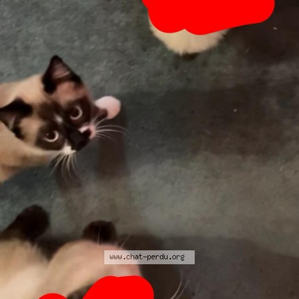 Photo 1/1 Chat retrouvé Perdu à Blagnac