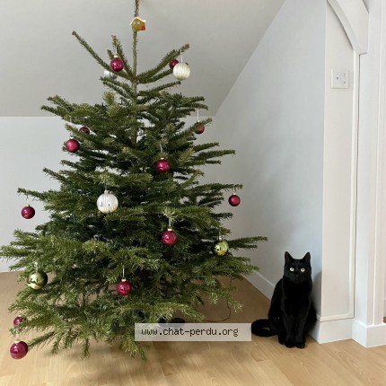 Photo de chat perdu à Laval