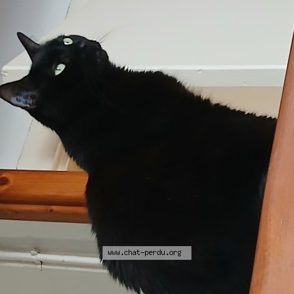 Photo de chat perdu à Coueron