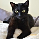 Chatoune