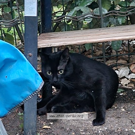 Photo de chat trouvé à Corbeil Essonnes