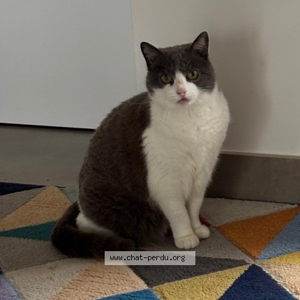 Photo de chat perdu à Cenac