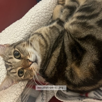 Photo de chat perdu à Beziers