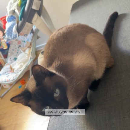 Photo de chat perdu à St Leu La Foret
