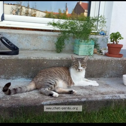 Photo 1/1 Mouchette Chat perdu à Orvault