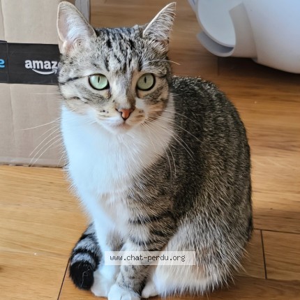 Photo de chat perdu à Saint Martin D Heres