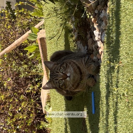 Photo de chat perdu à Cholet