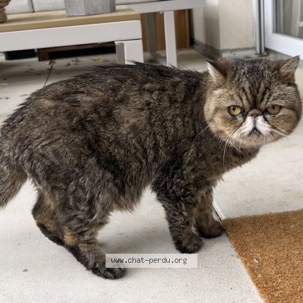 Photo de chat trouvé à Villeurbanne