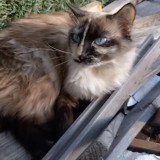 Minette
