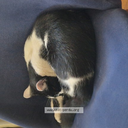 Photo de chat perdu à Sannois