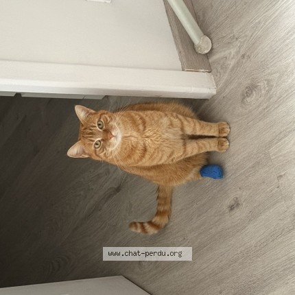 Photo de chat perdu à Bury