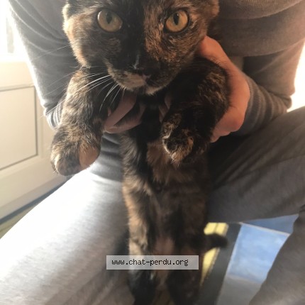 Photo de chat perdu à Bagnolet