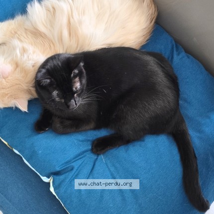 Photo 1/1 Chat retrouvé Perdu à Blagnac