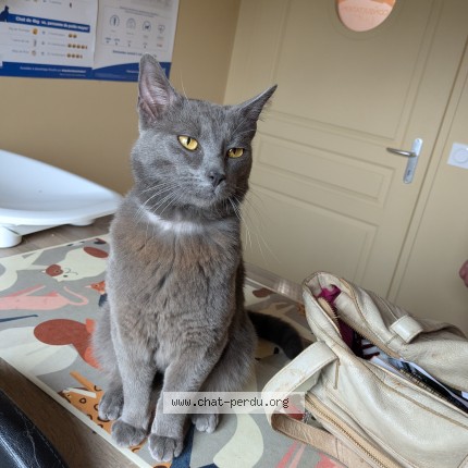 Photo de chat trouvé à Bren