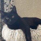 onyx