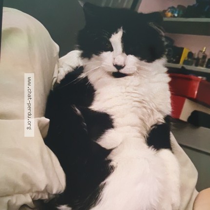 Photo 1/1 stitch Chat perdu à Ham