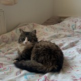 Stuart