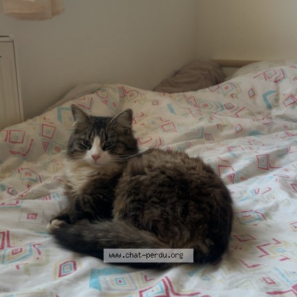 Photo de chat perdu à Les Sables D Olonne