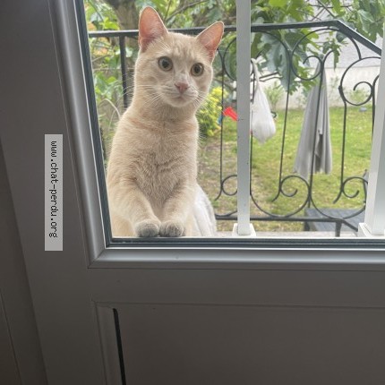 Photo de chat trouvé à Clichy Sous Bois