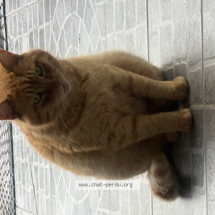 Photo de chat trouvé à Trets