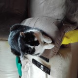 poussy