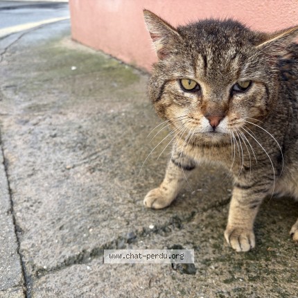 Photo de chat trouvé à Nimes