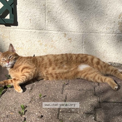 Photo 1/1 Manouche Chat perdu à Haute Goulaine