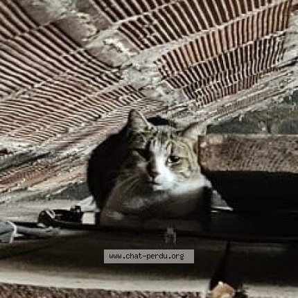 Photo 2/2 Chat trouvé Trouvé à Bourgoin Jallieu