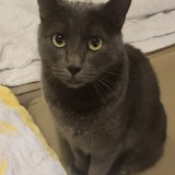 Minette