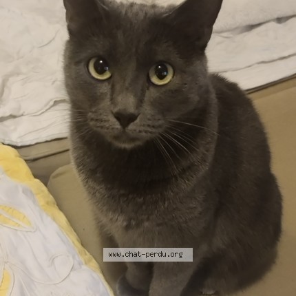 Photo de chat perdu à Paris