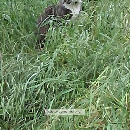 Photo de chat trouvé à Vernaison
