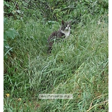 Photo 1/2 Chat trouvé Trouvé à Vernaison