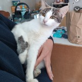 bijoux