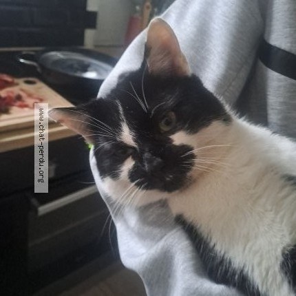 Photo 2/3 OULIDOU ❤️❤️❤️ Chat perdu à Faches Thumesnil
