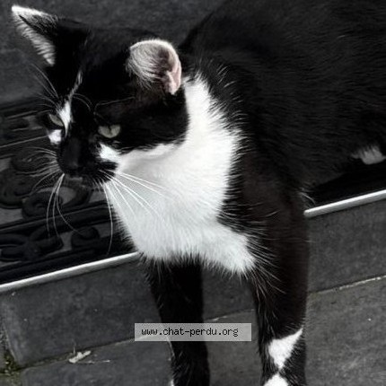 Photo 3/3 OULIDOU ❤️❤️❤️ Chat perdu à Faches Thumesnil